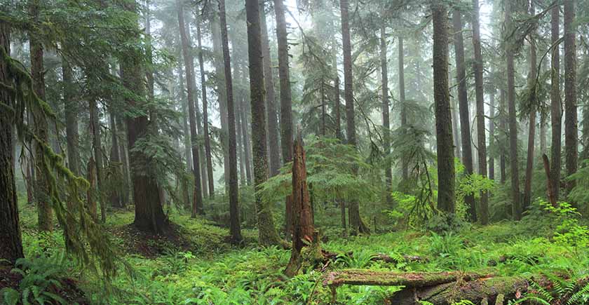 rain forest