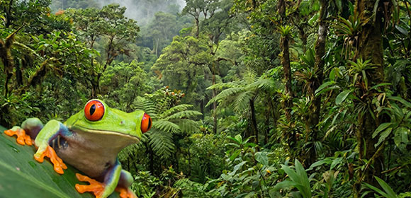 ucreate world land trust
