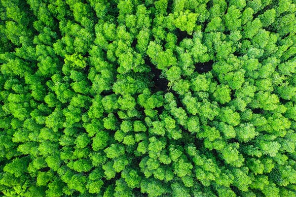 ESG strategy